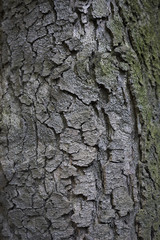 Magnolia grandiflora bark close up