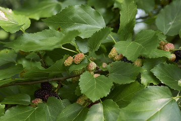 Morus alba
