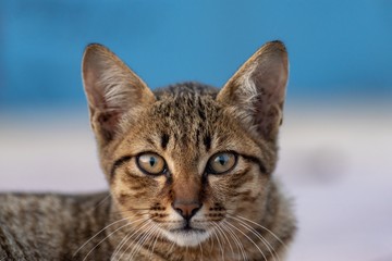 Obraz premium Portraitof stray cat