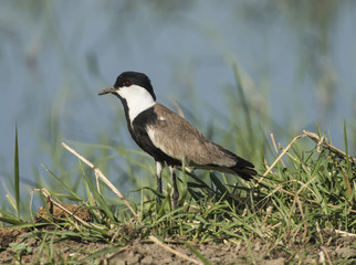 Night heron stood in reeds of river marshland