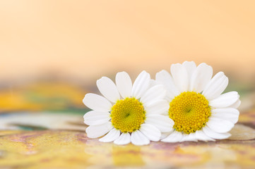 Feverfew flowers. Close up detail of two daisy like flowers with a brightly lit colourful background in peach and yellow. Selective focus. Medicinal plant used in herbal remedies. Copy space.