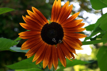 Obraz premium Bee life