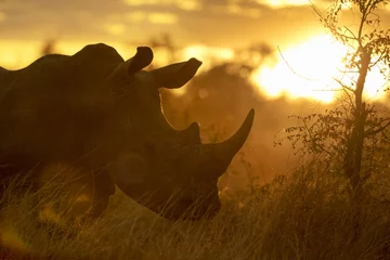 Blackout roller blinds Rhino Portrait of wild free roaming african white rhino