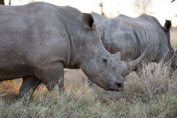 Naklejka premium Portrait of wild free roaming african white rhino