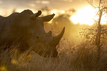 Fototapeta premium Portrait of wild free roaming african white rhino