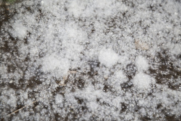 White fluff lies on the edge of the road on the green grass. concept poplar allergy - spring time - pollens of poplars