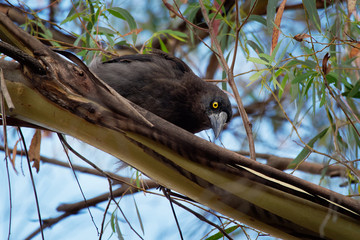 Grey Currawong - Strepera versicolor is a large passerine bird native to southern Australia,...