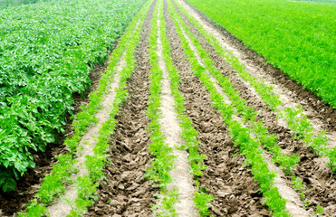 Fototapeta na wymiar vegetable rows in the field, the landscape of agriculture, green potatoes and carrots grow in the soil, farming, agro-industry, fresh vegetables, crop ripening
