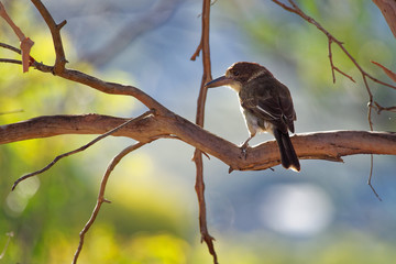 Grey butcherbird - Cracticus torquatus  is a widely distributed species endemic to Australia, occurs in a range of different habitats, has a characteristic rollicking birdsong