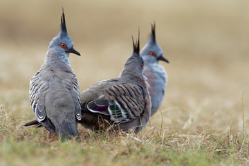 Ocyphaps lophotes - Crested Pigeon on the grass near Sydney in Australia