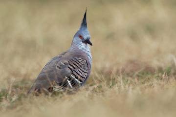 Ocyphaps lophotes - Crested Pigeon on the grass near Sydney in Australia