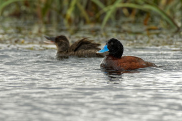 Blue-billed duck - Oxyura australis - male and female, small Australian stiff-tailed duck, with both the male and female growing to a length of 40 cm, Australia