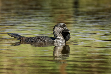 Musk duck - Biziura lobata,  highly aquatic, stiff-tailed duck native to southern Australia. It is...