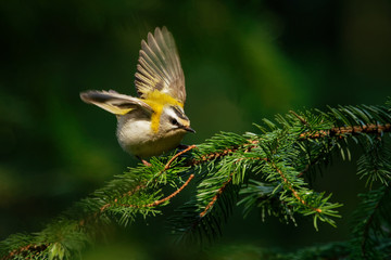 Firecrest - Regulus ignicapilla with the yellow crest sitting on the branch in the dark forest with the beautiful colorful background