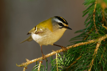 Firecrest - Regulus ignicapilla with the yellow crest sitting on the branch in the dark forest with the beautiful colorful background