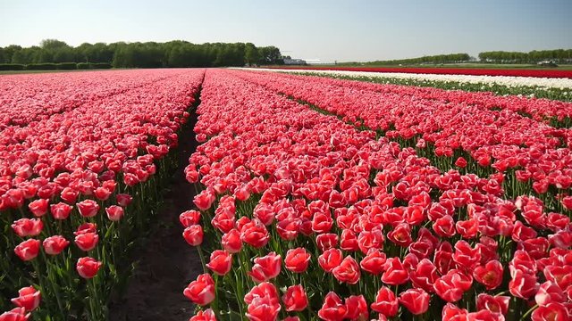 Fioritura nei campi di tulipani in Olanda