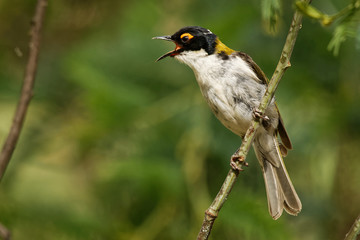 White-naped Honeyeater - Melithreptus lunatus - one of australian honeyeaters in the forest. Australia