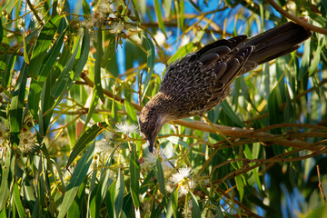 Little Wattlebird - Anthochaera chrysoptera  is a honeyeater, a passerine bird in the family Meliphagidae. It is found in coastal and sub-coastal south-eastern Australia