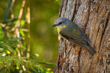 Eastern Yellow Robin - Eopsaltria australis - australian brightly yellow small song bird, southern and eastern Australia