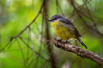 Naklejka premium Eastern Yellow Robin - Eopsaltria australis - australian brightly yellow small song bird, southern and eastern Australia