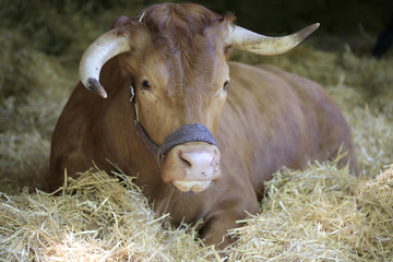 Limpurger Rind oder Leintäler, Rinderrasse, Württembergs