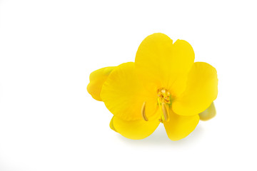 Cassia Corymbosa oder Senna, Nahaufnahme, freisteller
