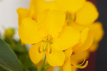 Cassia Corymbosa oder Senna, Nahaufnahme