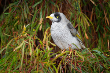 Noisy Miner - Manorina melanocephala  - bird in the honeyeater family, Meliphagidae, and is endemic...