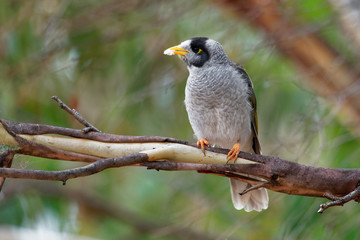 Noisy Miner - Manorina melanocephala  - bird in the honeyeater family, Meliphagidae, and is endemic...