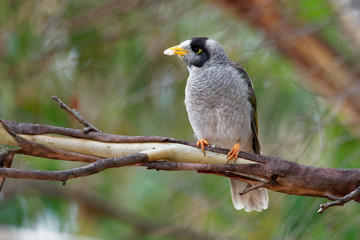 Noisy Miner - Manorina melanocephala  - bird in the honeyeater family, Meliphagidae, and is endemic to eastern and south-eastern Australia