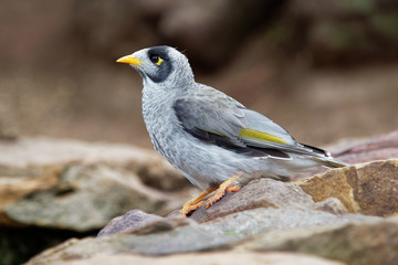 Noisy Miner - Manorina melanocephala  - bird in the honeyeater family, Meliphagidae, and is endemic...