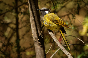 White-eared honeyeater -  Lichenostomus leucotis - bird honeyeater from Australia, member of the family Meliphagidae (honeyeaters and Australian chats)