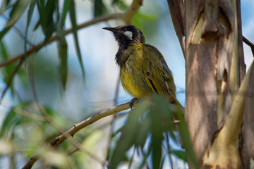 White-eared honeyeater -  Lichenostomus leucotis - bird honeyeater from Australia, member of the family Meliphagidae (honeyeaters and Australian chats)