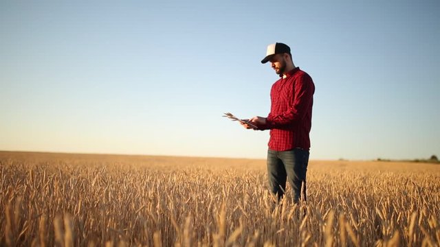 Smart farming using modern technologies in agriculture. Farmer hands touch digital tablet computer display with fingers in wheat field using apps and internet. Man holds ears of wheat in hand.