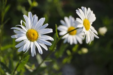 .Chamomile garden. white flowers of Russian chamomile daisy. Beautiful nature scene with blooming medical chamomilles in sun flare. Alternative medicine Spring Daisy. Summer flowers.