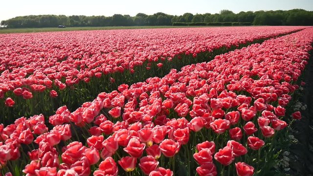 Campo di tulipani rossi in Olanda