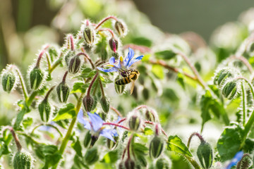 Bee and flowers. Blurry background.
