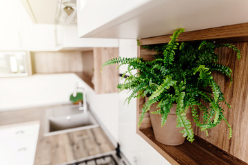 green fern plant ion shelf. Kitchen design in modern scandinavian style. stylish light grey kitchen interior with modern furniture and stainless steel appliances in a new house. © sonyachny