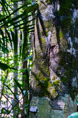 Mangrove forest in Krabi province of Thailand