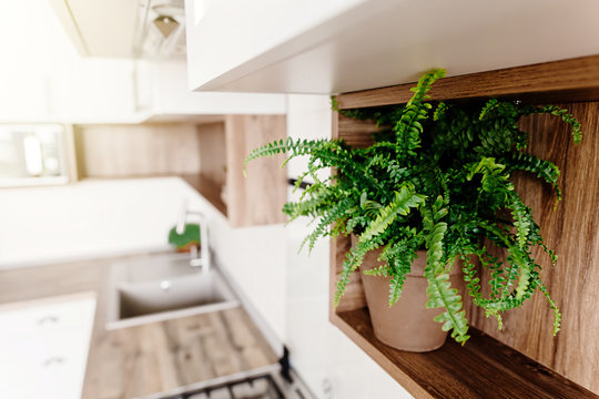 green fern plant ion shelf. Kitchen design in modern scandinavian style. stylish light grey kitchen interior with modern furniture and stainless steel appliances in a new house.