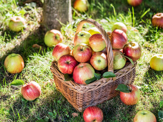 Apple harvest. Ripe red apples in the basket on the green grass.