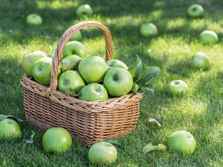 Apple harvest. Ripe green apples in the basket on the green grass.
