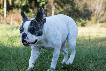 Fototapeta premium small dog