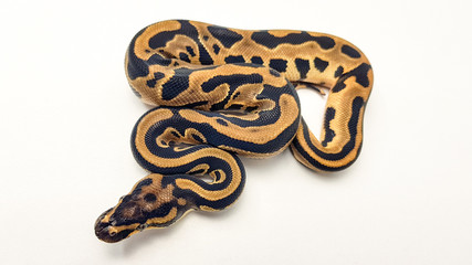 Leopard Orange Dream Royal Python