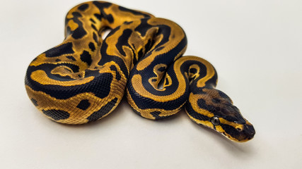 Leopard Orange Dream Royal Python