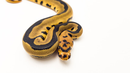 Leopard Orange Dream Clown Royal Python