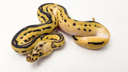 Leopard Orange Dream Pastel Yellow Belly Clown Royal Python