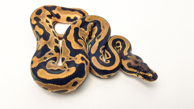 Leopard Orange Dream Royal Python