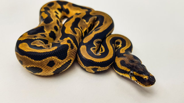 Leopard Orange Dream Royal Python