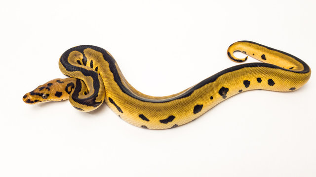 Leopard Orange Dream Clown Royal Python